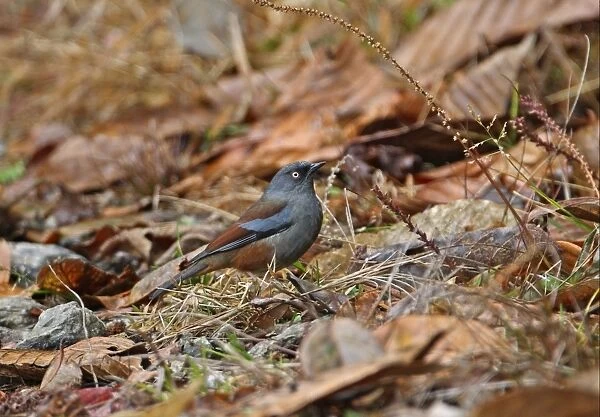 Maroon-backed Accentor (Prunella immaculata) adult, standing on ground, Eaglenest Wildlife Sanctuary