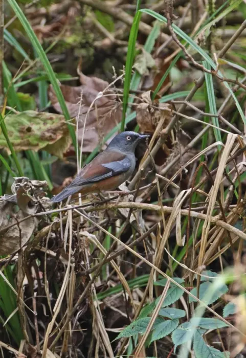 Framed Print : Maroon-backed Accentor (Prunella immaculata) adult, perched in undergrowth, Eaglenest Wildlife Sanctuary Framed Print : Maroon-backed Accentor (Prunella immaculata) adult, perched in undergrowth, Eaglenest Wildlife Sanctuary