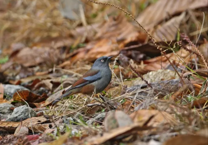 Framed Print : Maroon-backed Accentor (Prunella immaculata) adult, standing on ground, Eaglenest Wildlife Sanctuary Framed Print : Maroon-backed Accentor (Prunella immaculata) adult, standing on ground, Eaglenest Wildlife Sanctuary