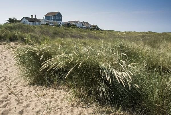 Marram Grass (Ammophila arenaria) growing in coastal sand dune habitat near hamlet, Anderby Creek, Lincolnshire