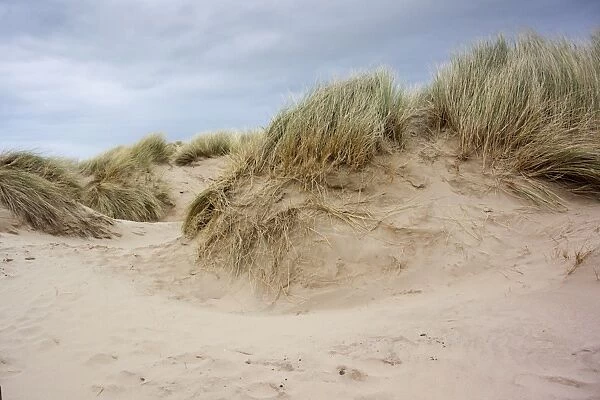 Marram Grass (Ammophila arenaria) growing on coastal sand dunes, Formby Point, Merseyside, England, February
