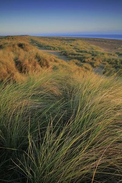 Marram Grass (Ammophila arenaria) growing on coastal sand dune habitat at dawn, Winterton Dunes N. N. R. Norfolk, England