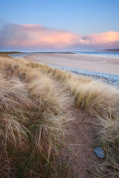 Marram Grass (Ammophila arenaria) windblown on coastal sand dune habitat at sunrise, Northam Burrows, North Devon, England, december