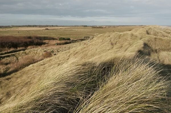 Marram Grass (Ammophila arenaria) growing on coastal sand dune habitat, Winterton Dunes, Horsey, Norfolk, England, november