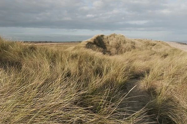 Marram Grass (Ammophila arenaria) growing on coastal sand dune habitat, Winterton Dunes, Horsey, Norfolk, England, november