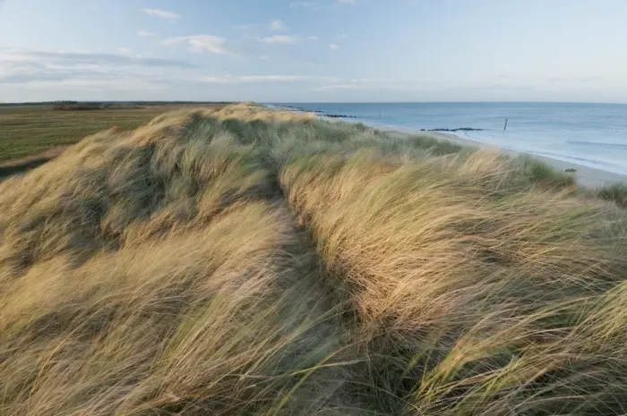 Framed Print : Marram Grass (Ammophila arenaria) growing on coastal sand dune habitat, Winterton Dunes, Horsey, Norfolk, England, november Framed Print : Marram Grass (Ammophila arenaria) growing on coastal sand dune habitat, Winterton Dunes, Horsey, Norfolk, England, november