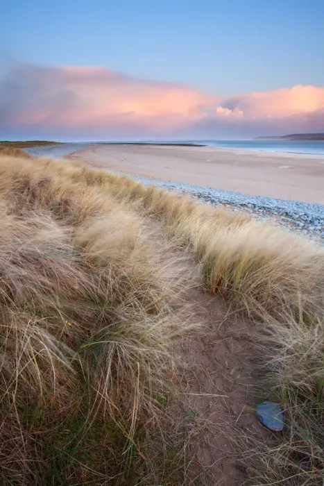 Framed Print : Marram Grass (Ammophila arenaria) windblown on coastal sand dune habitat at sunrise, Northam Burrows, North Devon, England, december