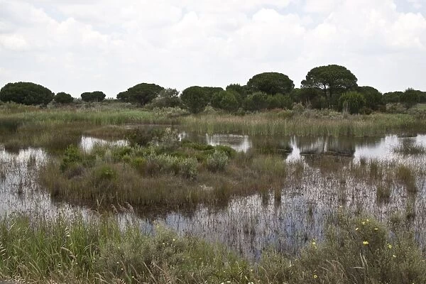 Marsh boggy habitat in the Coto Donana with some Stone Pine trees, Andalucia, Spain