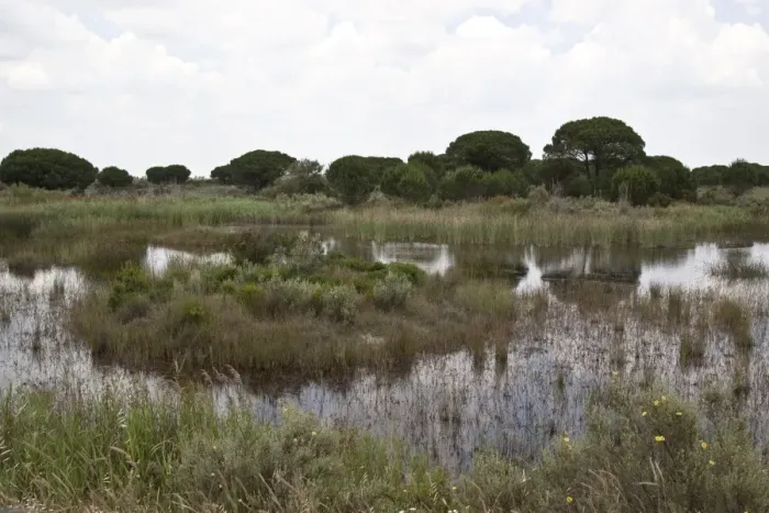 Framed Print : Marsh boggy habitat in the Coto Donana with some Stone Pine trees, Andalucia, Spain
