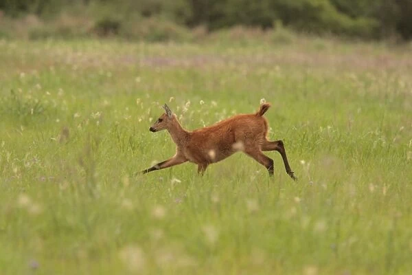 Marsh Deer (Blastocerus dichotomus) immature female, running, Reserva El Bagual, Formosa, Argentina, october
