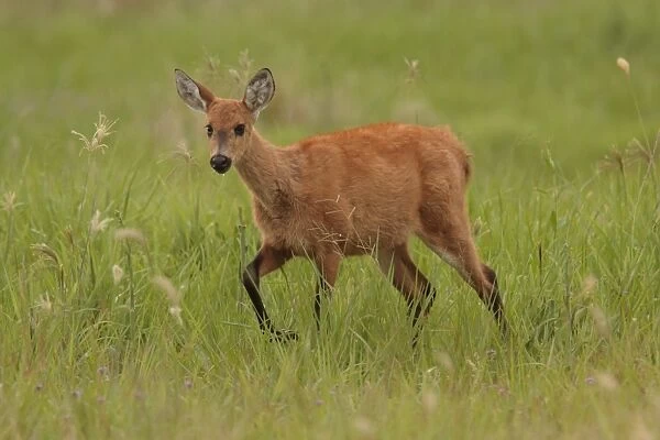 Marsh Deer (Blastocerus dichotomus) immature female, walking in grass, Reserva El Bagual, Formosa, Argentina, october