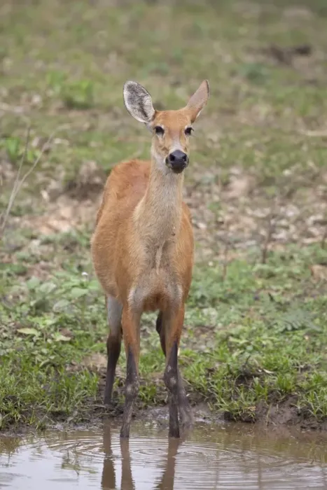 Framed Print : Marsh Deer (Blastocerus dichotomus) adult female, standing at waterhole, Pantanal, Mato Grosso, Brazil Framed Print : Marsh Deer (Blastocerus dichotomus) adult female, standing at waterhole, Pantanal, Mato Grosso, Brazil