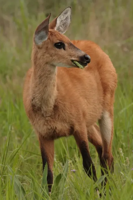 Framed Print : Marsh Deer (Blastocerus dichotomus) immature female, feeding, Reserva El Bagual, Formosa, Argentina, october