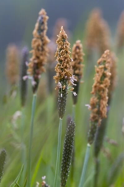 Marsh Foxtail (Alopecurus geniculatus) flowering, Powys, Wales, June