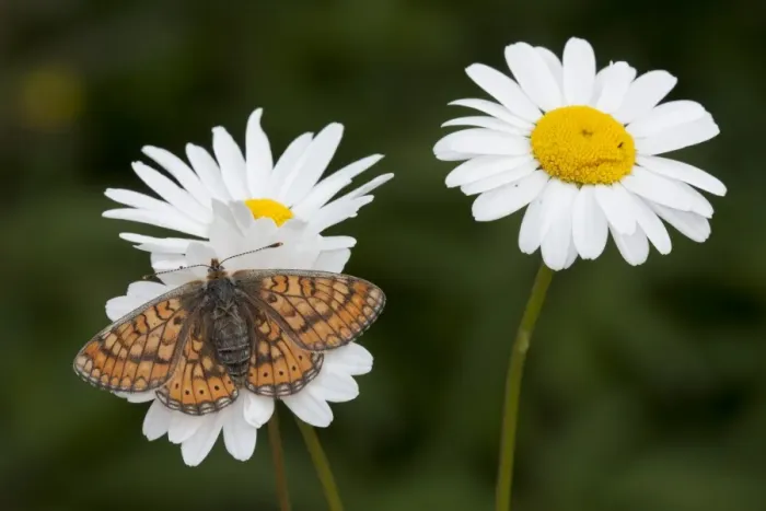 Framed Print : Marsh Fritillary (Euphydryas aurinia) adult, feeding on Ox-eye Daisy (Chrysanthemum leucanthemum) flowers, England, june Framed Print : Marsh Fritillary (Euphydryas aurinia) adult, feeding on Ox-eye Daisy (Chrysanthemum leucanthemum) flowers, England, june