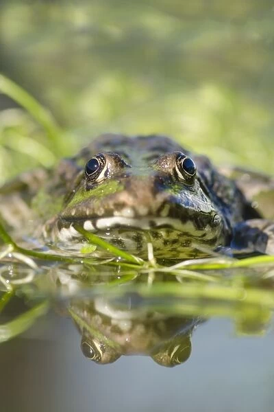 Marsh Frog (Pelophylax ridibundus) adult, on aquatic vegetation at surface of water, W. W. T