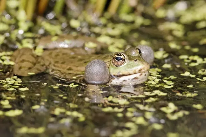 Framed Print : Marsh Frog (Pelophylax ridibundus) adult, calling, with inflated throat sacs, at surface of water, England, april (captive) Framed Print : Marsh Frog (Pelophylax ridibundus) adult, calling, with inflated throat sacs, at surface of water, England, april (captive)