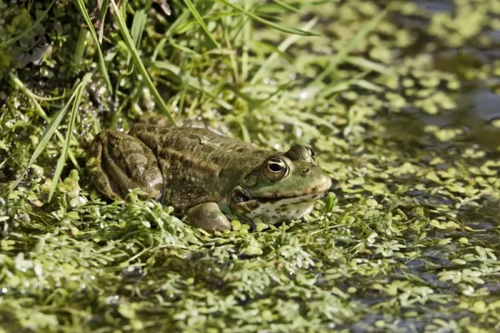 Framed Print : Marsh Frog (Pelophylax ridibundus) adult, sitting at edge of water, England, april (captive) Framed Print : Marsh Frog (Pelophylax ridibundus) adult, sitting at edge of water, England, april (captive)