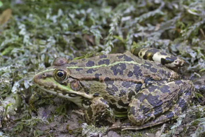 Framed Print : Marsh Frog (Pelophylax ridibundus) adult, Krka N. P. Dalmatia, Croatia, July Framed Print : Marsh Frog (Pelophylax ridibundus) adult, Krka N. P. Dalmatia, Croatia, July