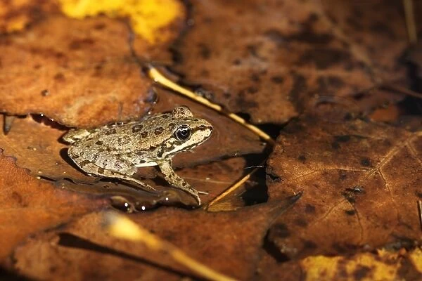 Marsh Frog (Rana ridibunda) adult, sitting on fallen leaves in water, Bulgaria, september