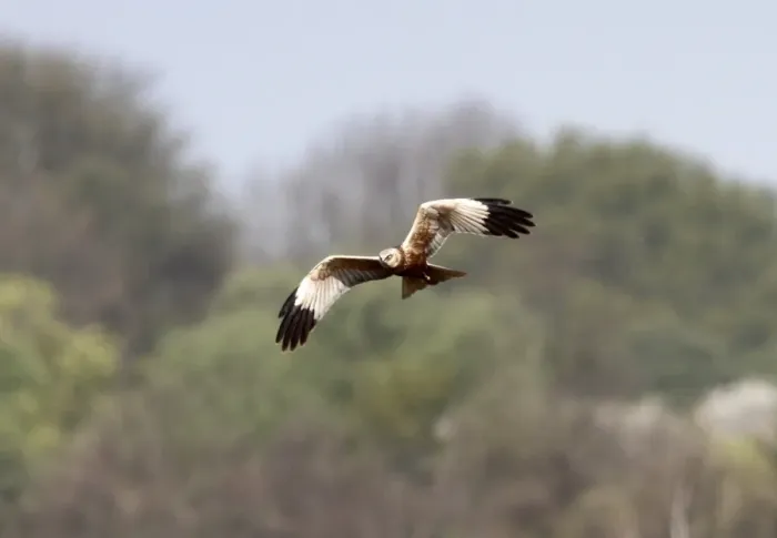 Framed Print : Marsh Harrier Framed Print : Marsh Harrier