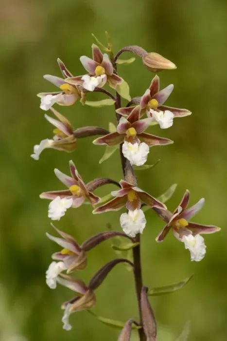 Framed Print : Marsh Helleborine (Epipactis palustris) close-up of flowerspike, Oxfordshire, England, July Framed Print : Marsh Helleborine (Epipactis palustris) close-up of flowerspike, Oxfordshire, England, July