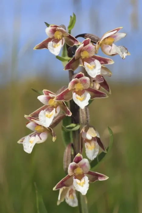 Framed Print : Marsh Helleborine (Epipactis palustris) flowering, Ynys-las National Nature Reserve, Ceredigion, Wales, july Framed Print : Marsh Helleborine (Epipactis palustris) flowering, Ynys-las National Nature Reserve, Ceredigion, Wales, july