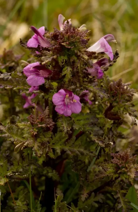 Framed Print : Marsh Lousewort (Pedicularis palustris) flowering, Market Weston Fen, Market Weston, Little Ouse Valley, Suffolk