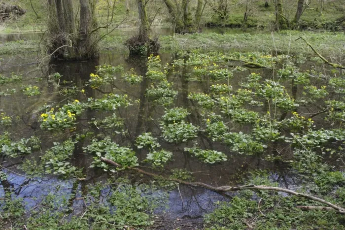 Framed Print : Marsh Marigold (Caltha palustris) flowering, mass growing in floodwater of wooded valley, Lathkill Dale Nature Reserve Framed Print : Marsh Marigold (Caltha palustris) flowering, mass growing in floodwater of wooded valley, Lathkill Dale Nature Reserve