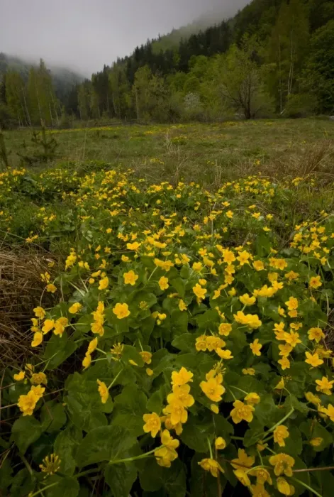 Framed Print : Marsh Marigold (Caltha palustris) flowering mass, growing in damp pasture habitat, Bulgaria, may Framed Print : Marsh Marigold (Caltha palustris) flowering mass, growing in damp pasture habitat, Bulgaria, may
