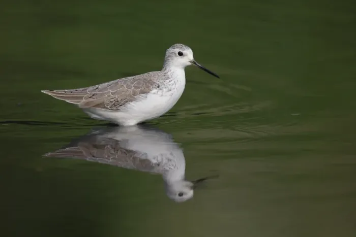 Framed Print : Marsh Sandpiper (Tringa stagnatilis) adult, non-breeding plumage, wading in water with reflection, Hong Kong, China Framed Print : Marsh Sandpiper (Tringa stagnatilis) adult, non-breeding plumage, wading in water with reflection, Hong Kong, China