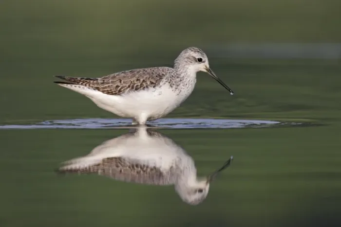 Framed Print : Marsh Sandpiper (Tringa stagnatilis) adult, non-breeding plumage, walking in water with reflection, Hong Kong, China Framed Print : Marsh Sandpiper (Tringa stagnatilis) adult, non-breeding plumage, walking in water with reflection, Hong Kong, China