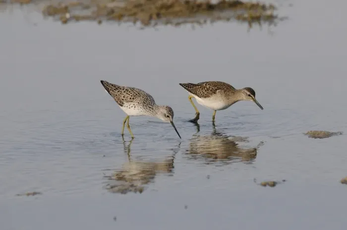 Framed Print : Marsh Sandpiper (Tringa stagnatilis) and Wood Sandpiper (Tringa glareola) two adults, summer plumage Framed Print : Marsh Sandpiper (Tringa stagnatilis) and Wood Sandpiper (Tringa glareola) two adults, summer plumage