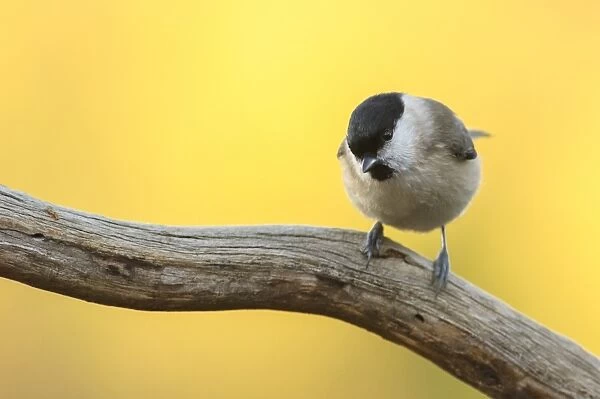 Marsh Tit (Parus palustris) adult, perched on branch, Lerma, Alessandria Province, Piedmont, Italy, December