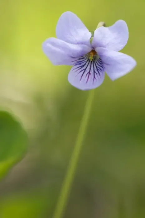 Framed Print : Marsh Violet (Viola palustris) flowering, Italy Framed Print : Marsh Violet (Viola palustris) flowering, Italy