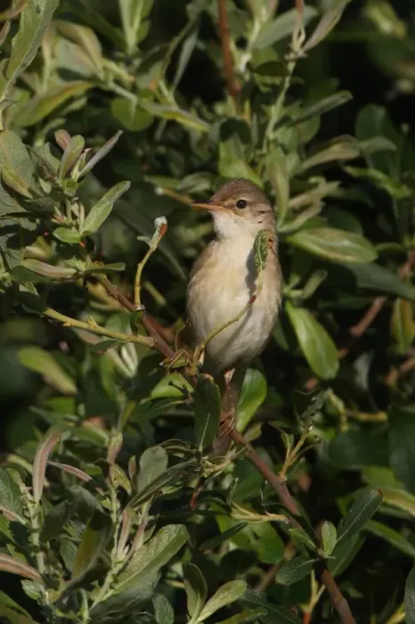 Framed Print : Marsh Warbler (Acrocephalus palustris) adult male, perched in sallow bush, Norfolk, England, june Framed Print : Marsh Warbler (Acrocephalus palustris) adult male, perched in sallow bush, Norfolk, England, june