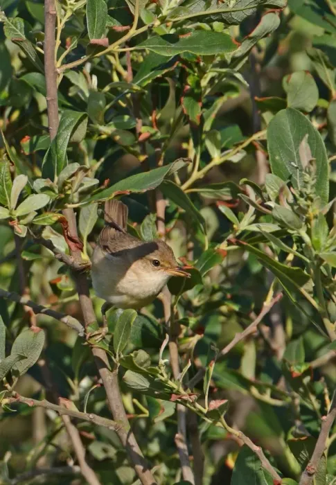 Framed Print : Marsh Warbler (Acrocephalus palustris) adult male, with food in beak, perched in sallow bush, Norfolk, England, june
