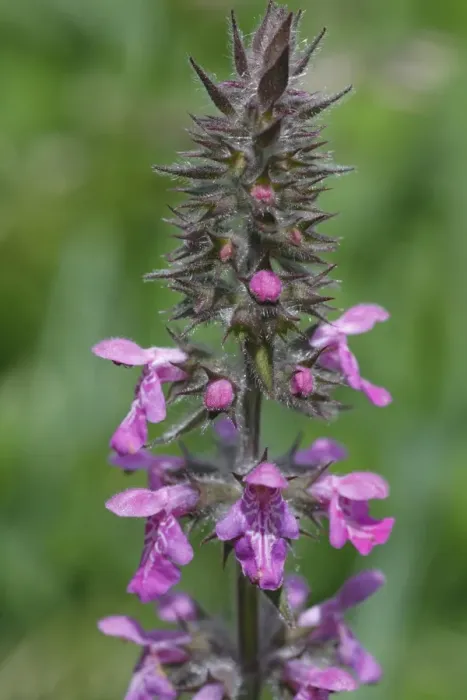 Framed Print : Marsh Woundwort (Stachys palustris) flowering, Powys, Wales, july Framed Print : Marsh Woundwort (Stachys palustris) flowering, Powys, Wales, july