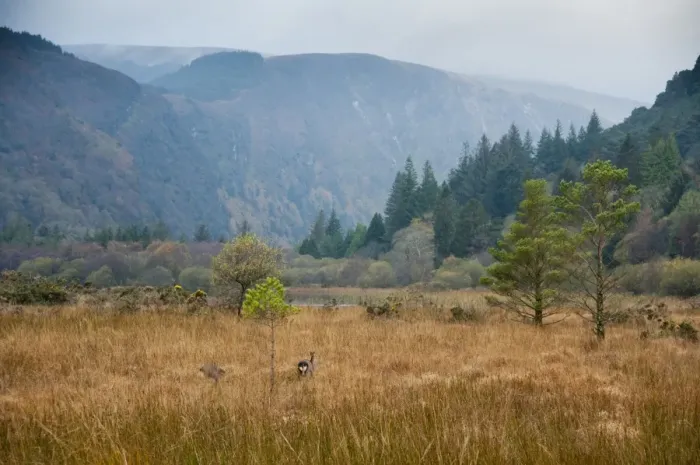 Framed Print : Marshy habitat at edge of lake, with Fallow Deer (Dama dama) does, Lower Lake, Wicklow Wayt Walking Route