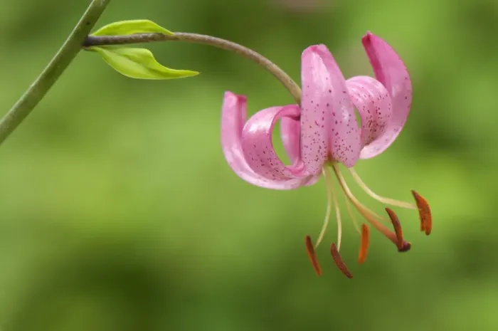 Framed Print : Martagon Lily (Lilium martagon) close-up of flower, Italy, july Framed Print : Martagon Lily (Lilium martagon) close-up of flower, Italy, july