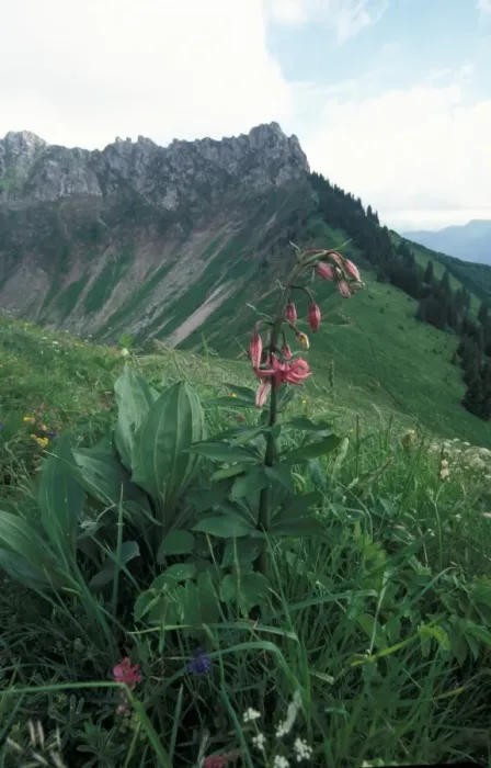 Framed Print : Martagon Lily (Lilium martagon) French Alps Framed Print : Martagon Lily (Lilium martagon) French Alps