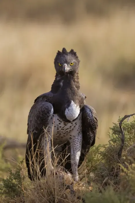 Framed Print : Martial Eagle (Polemaetus bellicosus) adult, with prey in talons, on ground in dry savannah, Samburu National Reserve Framed Print : Martial Eagle (Polemaetus bellicosus) adult, with prey in talons, on ground in dry savannah, Samburu National Reserve