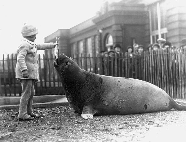 Mary at the Zoo feeding young Elephant seal, London Zoo, 1932. A picture from Erics first book published in 1933 by