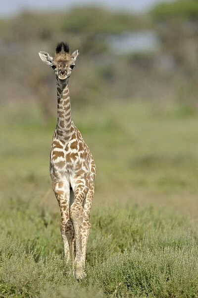 Masai Giraffe (Giraffa camelopardalis tippelskirchi) young, standing in savanna, Serengeti N. P. Tanzania