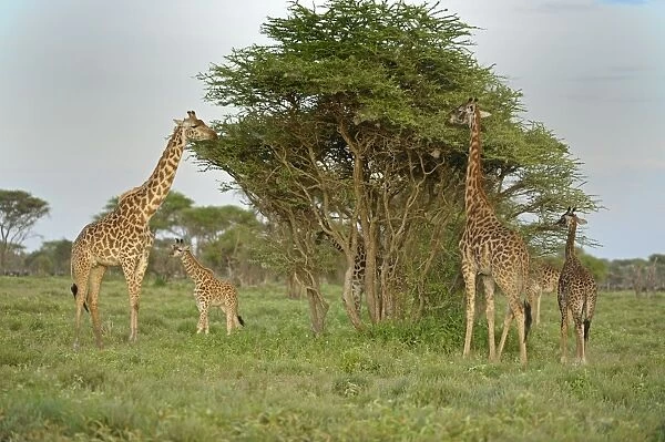 Masai Giraffe (Giraffa camelopardalis tippelskirchi) adults and young, feeding on acacia tree leaves, Serengeti N. P. Tanzania
