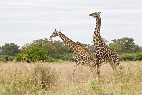 Masai Giraffe (Giraffa camelopardalis tippelskirchi) adult pair, prior to mating, Okavango Delta, Botswana