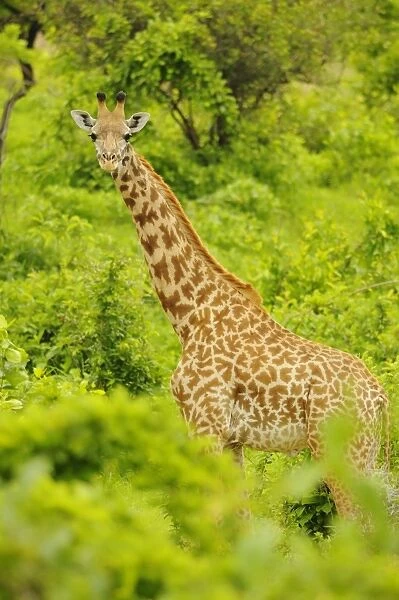 Masai Giraffe (Giraffa camelopardalis tippelskirchi) adult, standing amongst vegetation, Ruaha N. P. Tanzania