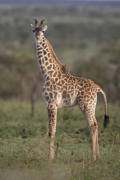 Masai Giraffe (Giraffa camelopardalis tippelskirchi) young, feeding, with Yellow-billed Oxpecker (Buphagus africanus)
