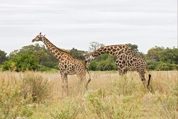 Masai Giraffe (Giraffa camelopardalis tippelskirchi) adult pair, male checking female readiness prior to mating