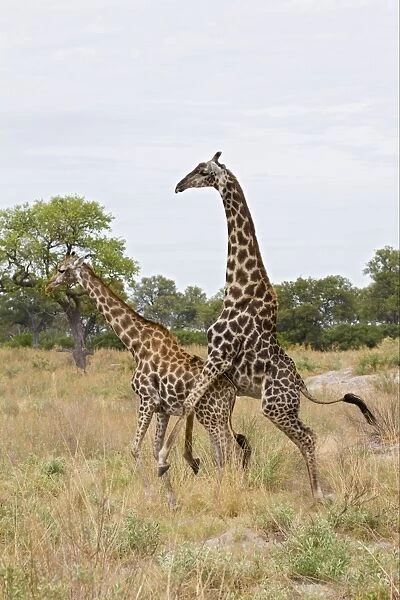 Masai Giraffe (Giraffa camelopardalis tippelskirchi) adult pair, mating, Okavango Delta, Botswana